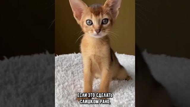 В каком возрасте можно брать котёнка #кошка #коты #кот В каком возрасте можно брать котёнка #кошка #коты #кот