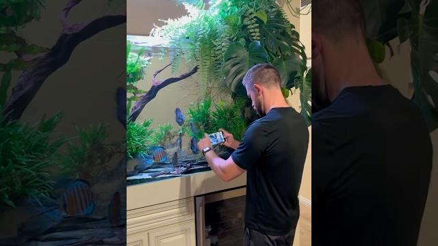 Stunning 300 Gallon Planted Discus Tank! Stunning 300 Gallon Planted Discus Tank!