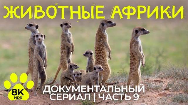 Дикая природа Африки – #9 | 8K HDR Документальный фильм о животных Трансграничного Парка Кгалагади Дикая природа Африки – #9 | 8K HDR Документальный фильм о животных Трансграничного Парка Кгалагади