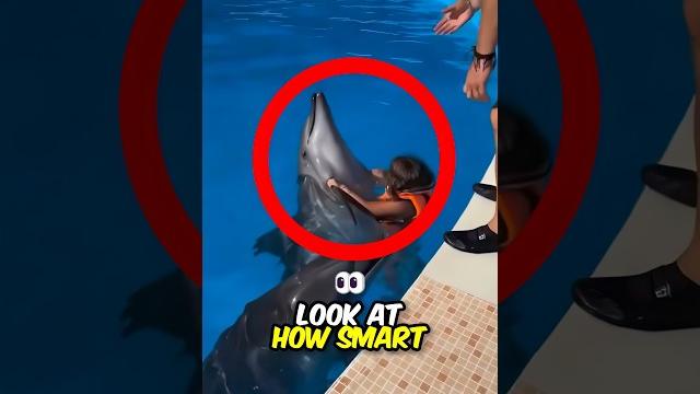 Dolphin Takes Kid on a Ride Dolphin Takes Kid on a Ride