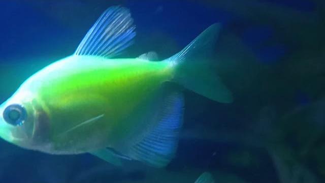 Залипательное видео с рыбками Залипательное видео с рыбками