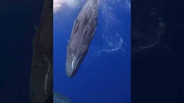 Two Baby Sperm Whales Swimming Near the Surface Two Baby Sperm Whales Swimming Near the Surface