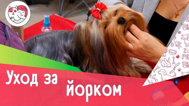 6 особенностей ухода за йоркширским терьером 6 особенностей ухода за йоркширским терьером