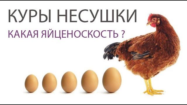 КАКИЕ ЯЙЦА НЕСУТ КУРЫ НЕСУШКИ ЛОМАН БРАУН (часть 6) \ Яйценоскость - чем кормить кур и размеры яиц КАКИЕ ЯЙЦА НЕСУТ КУРЫ НЕСУШКИ ЛОМАН БРАУН (часть 6) \ Яйценоскость - чем кормить кур и размеры яиц