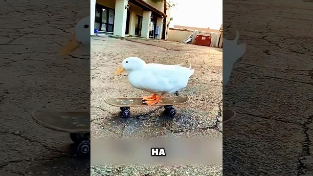Утка пробежала настоящий марафон #животные #милыеживотные Утка пробежала настоящий марафон #животные #милыеживотные
