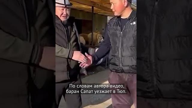 Кыргызстанец продал барана по цене квартиры Кыргызстанец продал барана по цене квартиры