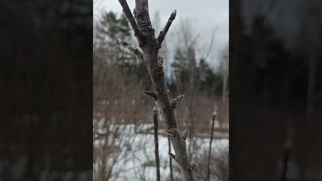 УКОРАЧИВАНИЕ ПРИРОСТА ЯБЛОНИ#яблоня #обрезка #сад УКОРАЧИВАНИЕ ПРИРОСТА ЯБЛОНИ#яблоня #обрезка #сад