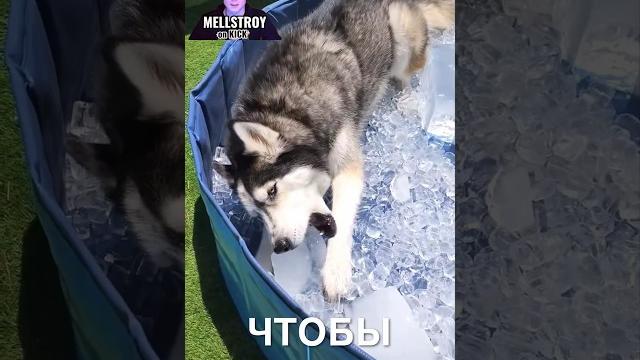 Хаски охлаждаются ️ #истории #история #новости #новость #shorts Хаски охлаждаются ️ #истории #история #новости #новость #shorts