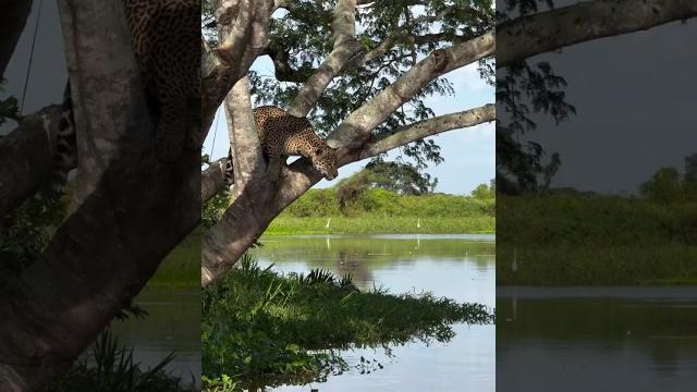 leopard jumped in river after spotting crocodile #shortvideo leopard jumped in river after spotting crocodile #shortvideo