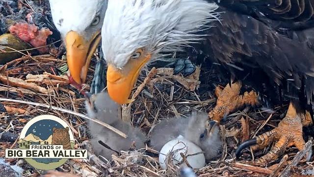 Big Bear Bald Eagle Live Nest - Cam 1 Big Bear Bald Eagle Live Nest - Cam 1