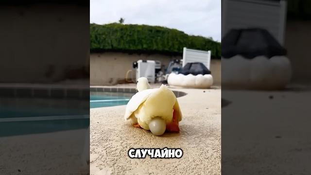 Утка отказалась от яйца #животные #милыеживотные Утка отказалась от яйца #животные #милыеживотные