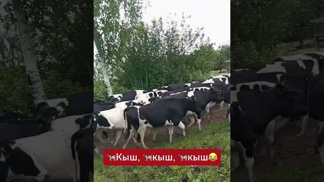 Беларусские коровы самы дисциплинированные в мире #беларусь #belarus #юмор #дача #огород Беларусские коровы самы дисциплинированные в мире #беларусь #belarus #юмор #дача #огород