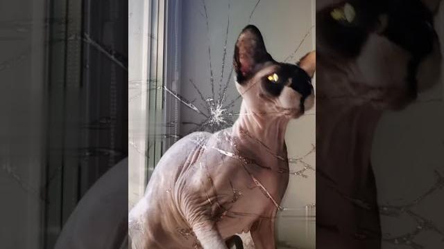 СФИНКС / СМЕШНЫЕ КОШКИ / ПРИКОЛЫ СФИНКС / СМЕШНЫЕ КОШКИ / ПРИКОЛЫ
