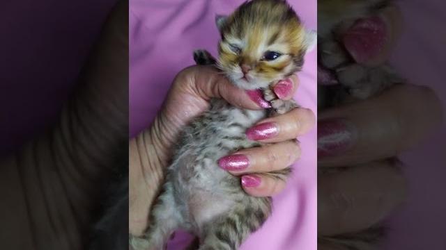У котёнка открываются глазки. У котёнка открываются глазки.