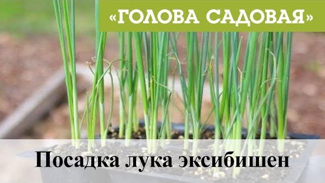 Голова садовая - Посадка лука эксибишен Голова садовая - Посадка лука эксибишен