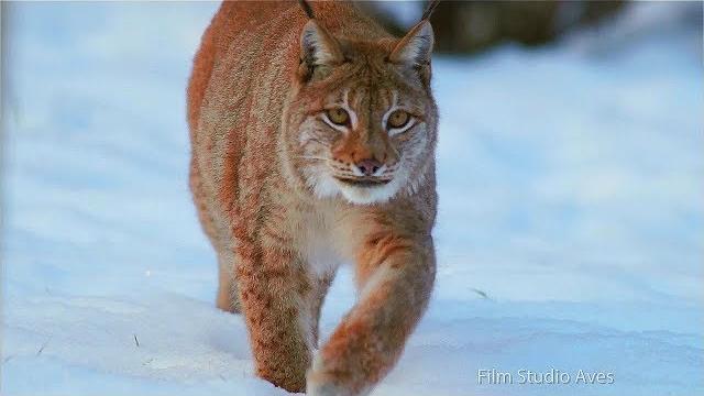 Природа Беларуси зимой | Film Studio Aves Природа Беларуси зимой | Film Studio Aves