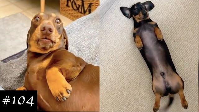 Dachshund Compilation - Funny And Cute Videos Dachshund Compilation - Funny And Cute Videos