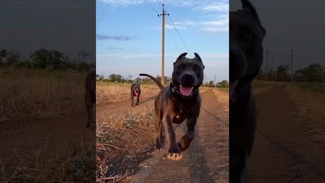 #питбуль#собака улыбка#апбт# #apbt#pitbull# #puppylove #крым #shorts #рекомендации #топ #видео #питбуль#собака улыбка#апбт# #apbt#pitbull# #puppylove #крым #shorts #рекомендации #топ #видео