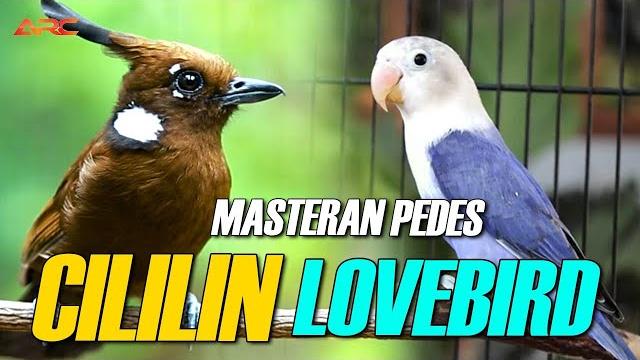 MASTERAN CILILIN VS LOVEBIRD DURASI PANJANG AUDIO JERNIH MASTERAN CILILIN VS LOVEBIRD DURASI PANJANG AUDIO JERNIH