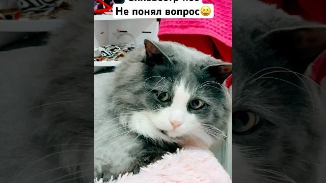 #питомцы #cat #кот #котики #смешно #домашниеживотные #юмор #приколы #животные #тренды #жиза #рек #питомцы #cat #кот #котики #смешно #домашниеживотные #юмор #приколы #животные #тренды #жиза #рек