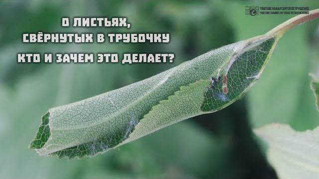 Листья свёрнуты в трубочку. Кто и зачем это делает? // Листовёртки, трубковёрты // Clever Cricket Листья свёрнуты в трубочку. Кто и зачем это делает? // Листовёртки, трубковёрты // Clever Cricket
