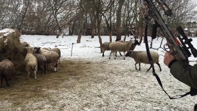 Одним выстрелом убил двух баранов арбалет Winchester Одним выстрелом убил двух баранов арбалет Winchester