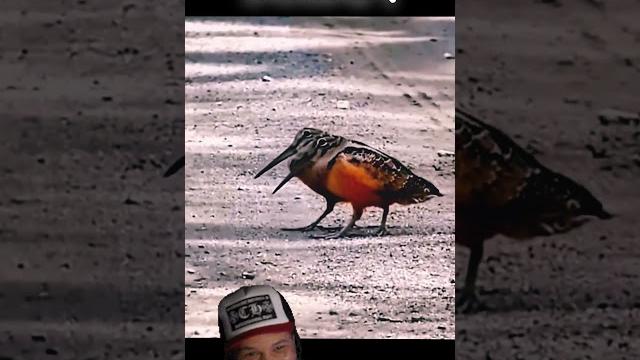 Sudan popular dance 2024 Africa funny Судан танец шеи #прикол #travel #танец #судан #sudan #africa Sudan popular dance 2024 Africa funny Судан танец шеи #прикол #travel #танец #судан #sudan #africa