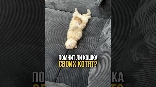 Будет ли кошки помнить своих котят, когда они вырастут?️ Будет ли кошки помнить своих котят, когда они вырастут?️