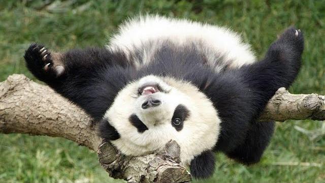 СМЕШНЫЕ ПАНДЫ | ПРИКОЛЫ С ЖИВОТНЫМИ - Панды ЧАСТЬ 2 | Забавные Панды | FUNNY BABY PANDA | CUTE PANDA СМЕШНЫЕ ПАНДЫ | ПРИКОЛЫ С ЖИВОТНЫМИ - Панды ЧАСТЬ 2 | Забавные Панды | FUNNY BABY PANDA | CUTE PANDA