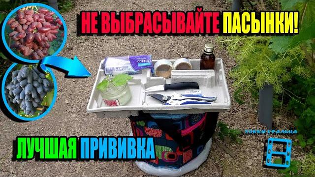 СУПЕР ПРИВИВКА ВИНОГРАДА - ПАСЫНКОМ 100% РЕЗУЛЬТАТ НА УДАЧНОМ ПЕНЬКЕ. СЕВЕРНЫЙ ВИНОГРАДНИК 23-24 СУПЕР ПРИВИВКА ВИНОГРАДА - ПАСЫНКОМ 100% РЕЗУЛЬТАТ НА УДАЧНОМ ПЕНЬКЕ. СЕВЕРНЫЙ ВИНОГРАДНИК 23-24