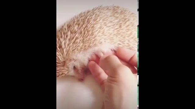 Смешные и забавные зверюшки #50 Смешные и забавные зверюшки #50
