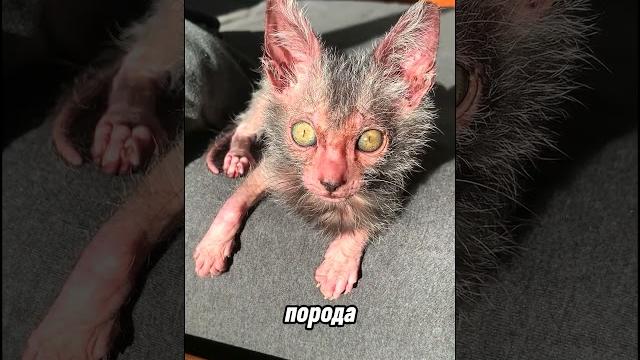 топ 4 самых дорогих пород кошек топ 4 самых дорогих пород кошек