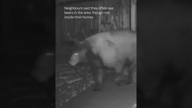 Dog defends home from bear Dog defends home from bear