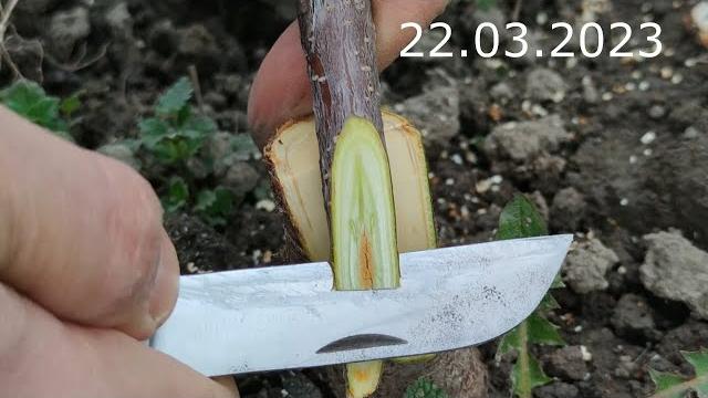 Прививка Черешни // sweet cherry grafting Прививка Черешни // sweet cherry grafting
