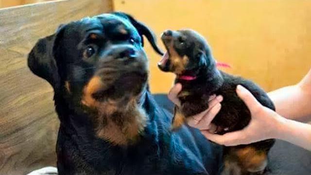 ЗАБАВНЫЕ МОМЕНТЫ С ЖИВОТНЫМИ, СНЯТЫЕ НА КАМЕРУ ЗАБАВНЫЕ МОМЕНТЫ С ЖИВОТНЫМИ, СНЯТЫЕ НА КАМЕРУ