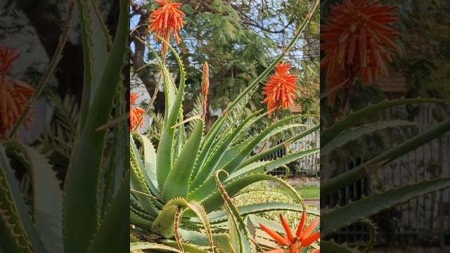 Как цветет алоэ вера Как цветет алоэ вера