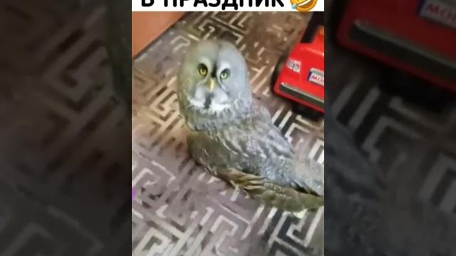 #приколы #сова #домашниеживотные #приколы #сова #домашниеживотные