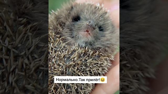 Нормально.Так прилёг!#hedgehog #ёжик #ёжиквруке #закадровыйголос #юмор #прикол #животное #дикий Нормально.Так прилёг!#hedgehog #ёжик #ёжиквруке #закадровыйголос #юмор #прикол #животное #дикий