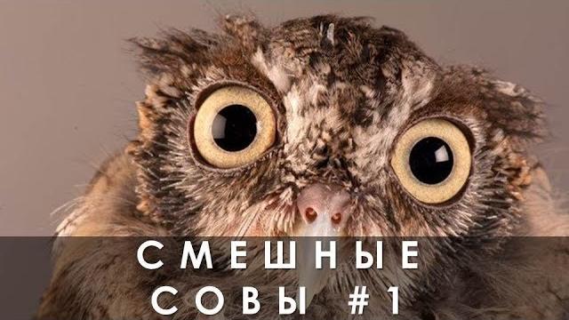 Смешные совы 01 Юмор и приколы с совами Смешные совы 01 Юмор и приколы с совами