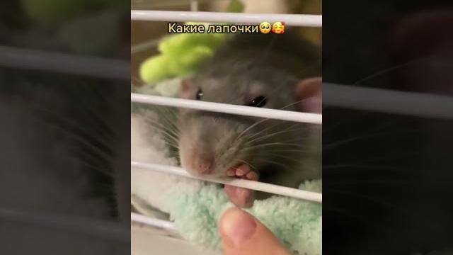 ПОСМОТРИТЕ КАКИЕ РУЧКИ ПОСМОТРИТЕ КАКИЕ РУЧКИ