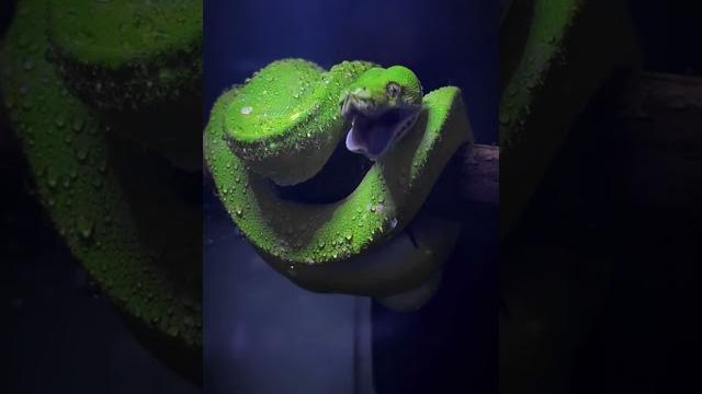 Вот почему кошки боятся огурцов Вот почему кошки боятся огурцов
