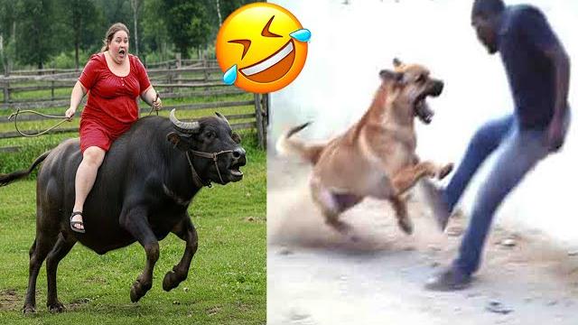 Crazy Funniest Videos Ever In The World | Try Not To Laugh Challenge | Laugh Till You Cry Vol 56 Crazy Funniest Videos Ever In The World | Try Not To Laugh Challenge | Laugh Till You Cry Vol 56