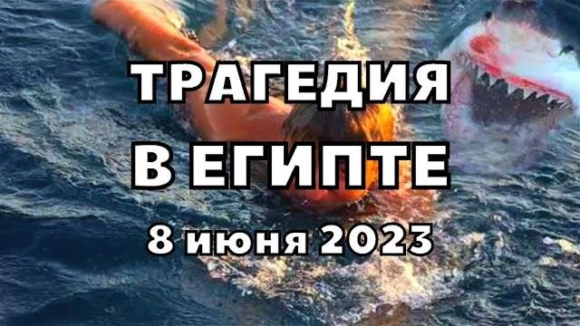 В Египте акула съела россиянина в городе Хургаде В Египте акула съела россиянина в городе Хургаде