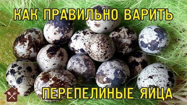 КАК ПРАВИЛЬНО ВАРИТЬ ПЕРЕПЕЛИНЫЕ ЯЙЦА КАК ПРАВИЛЬНО ВАРИТЬ ПЕРЕПЕЛИНЫЕ ЯЙЦА
