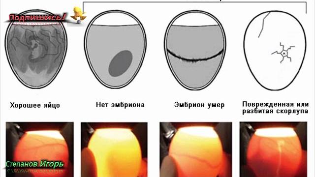 Как определить пол цыпленка? Как определить пол цыпленка?