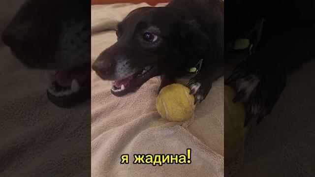 я жадина! я жадина!