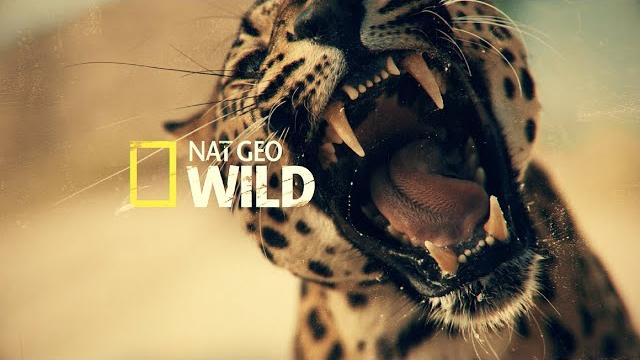 Nat Geo Wild: Хищники Африки Nat Geo Wild: Хищники Африки