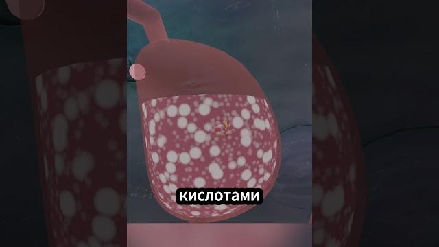 Проглочен кашалотом! Проглочен кашалотом!