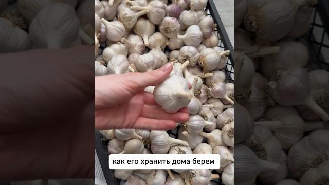Как хранить чеснок дома #дача #чеснок #рецепты #дом #лайфхак #лайфхаки #советы #огород Как хранить чеснок дома #дача #чеснок #рецепты #дом #лайфхак #лайфхаки #советы #огород