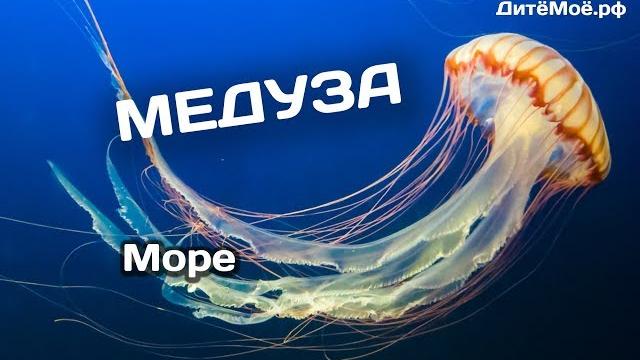 Медуза. Энциклопедия для детей про животных. Море Медуза. Энциклопедия для детей про животных. Море